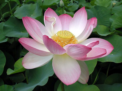 Pink White Lotus Flower