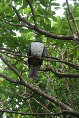  New Zealand Pigeon or kererū