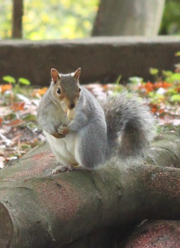a squirrel in Richmond Park
