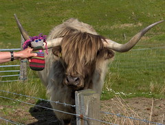 swatchy c and a cow