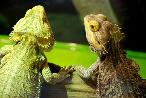 Lizards in Love