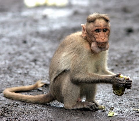 greedy macaque