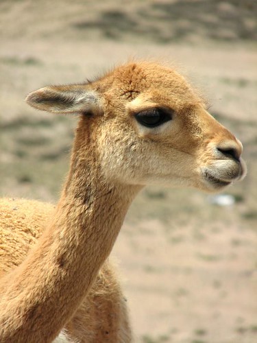 Vicuña (by morrissey)