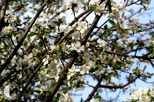 131-abundant blossoms 1