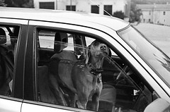 dog in car with wild eye