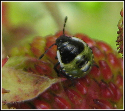 green bug on strawberries copy