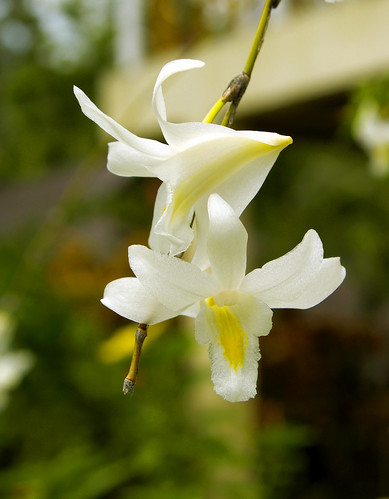 islandboyinthecity dhon jason flower flora orchid philippines olympus blog photography dhonjason flower