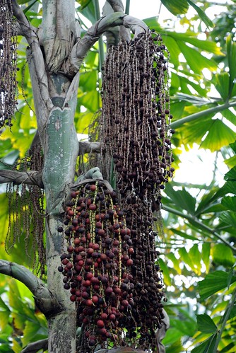 Berries on a palm tree