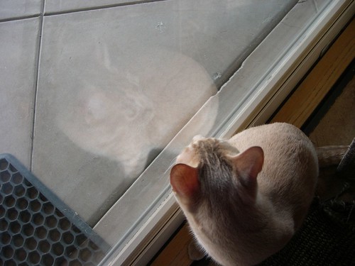 Cat reflection