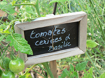 tomates cerises et basilic.jpg