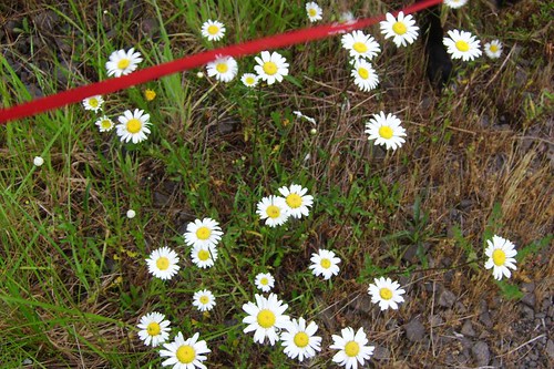 Daisies and Red Leash