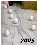 2005端午立蛋