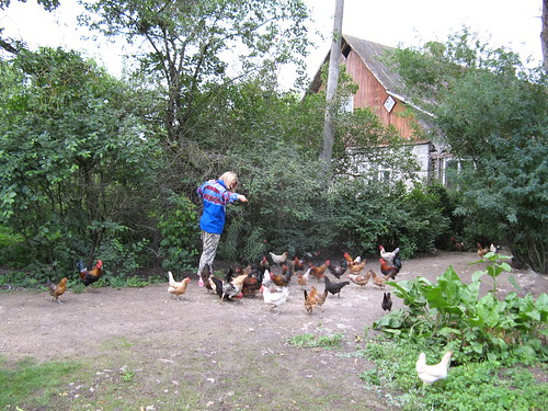 Feeding the chicken