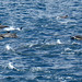 Short Beaked Common Dolphins