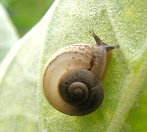 snail under calatropis leaf Bannerghatta 180807