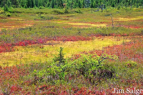 Colors in the Peatland