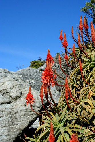 SOME FLOWERS BLOOMING IN WINTER IN CAPETOWN/TABLE MOUNTAIN