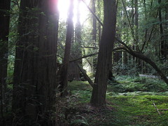 Light through yonder redwoods breaks