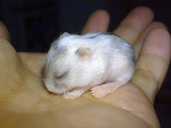 2007-09-12_baby_hamsters-04