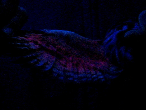 Fluorescent wing