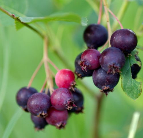 serviceberry, amelanchier, juneberry