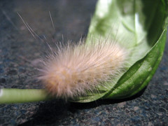 basil_wooly_worm
