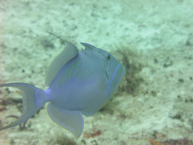 Queen triggerfish (Balistes vetula) at Punta Dalila reef, Cozumel. Q Roo, MX
