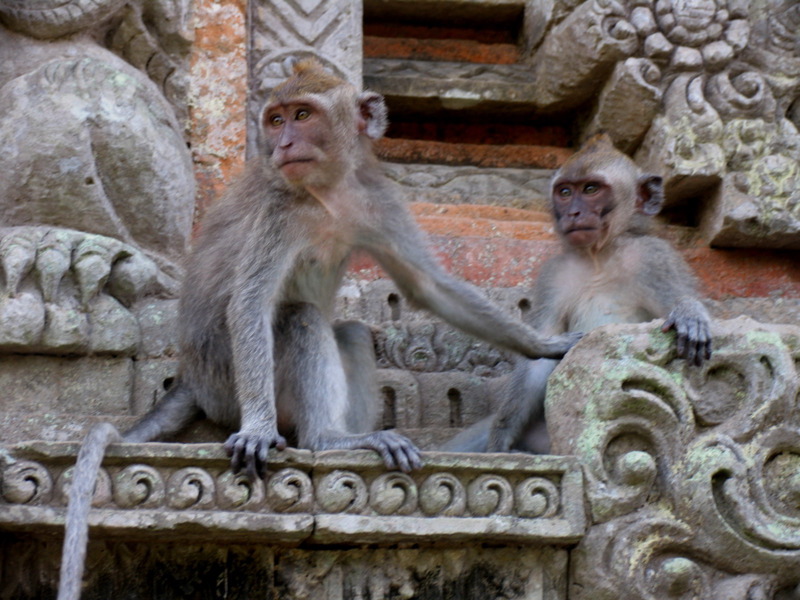 Monkeys in Pura Dalem Agung, Monkey Forest Sanctuary
