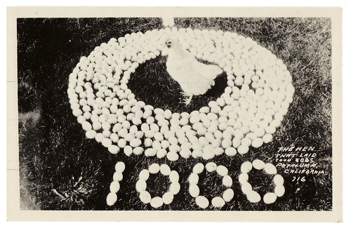 1000 eggs