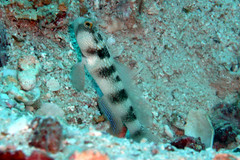 Gafftopsail Goby