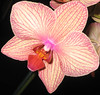 moth orchid (take 1)