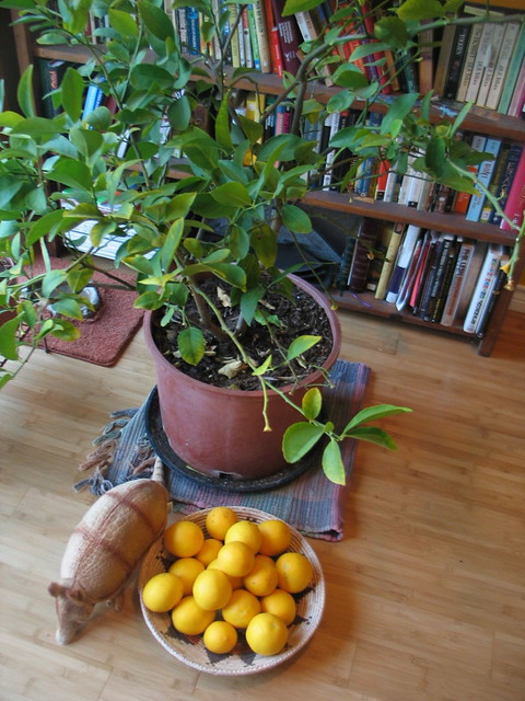 Lemons harvested.