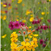 Candelabra Primulas and Buttercups