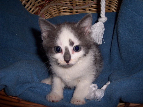 6 week old grey and white kitten, unnamed at this time