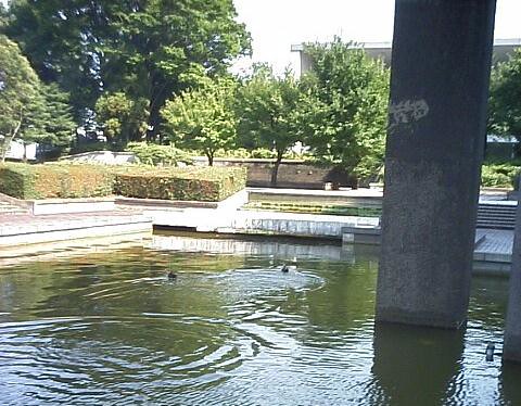 去年の夏、あそこの池にカモが２羽泳いでい...