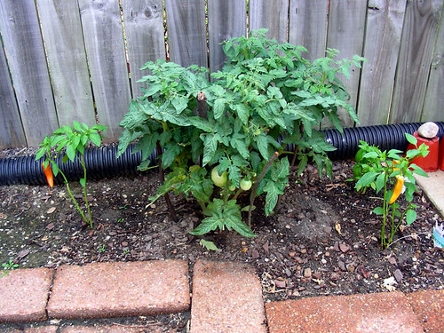 Tomatoes and Hungarian Peppers