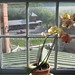 Orchids in Hallway Window