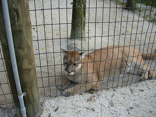 florida panthers animal. Florida Panther