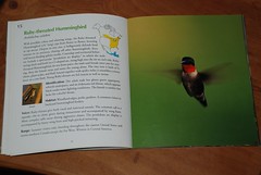 bird book 002