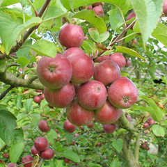 apple tree1