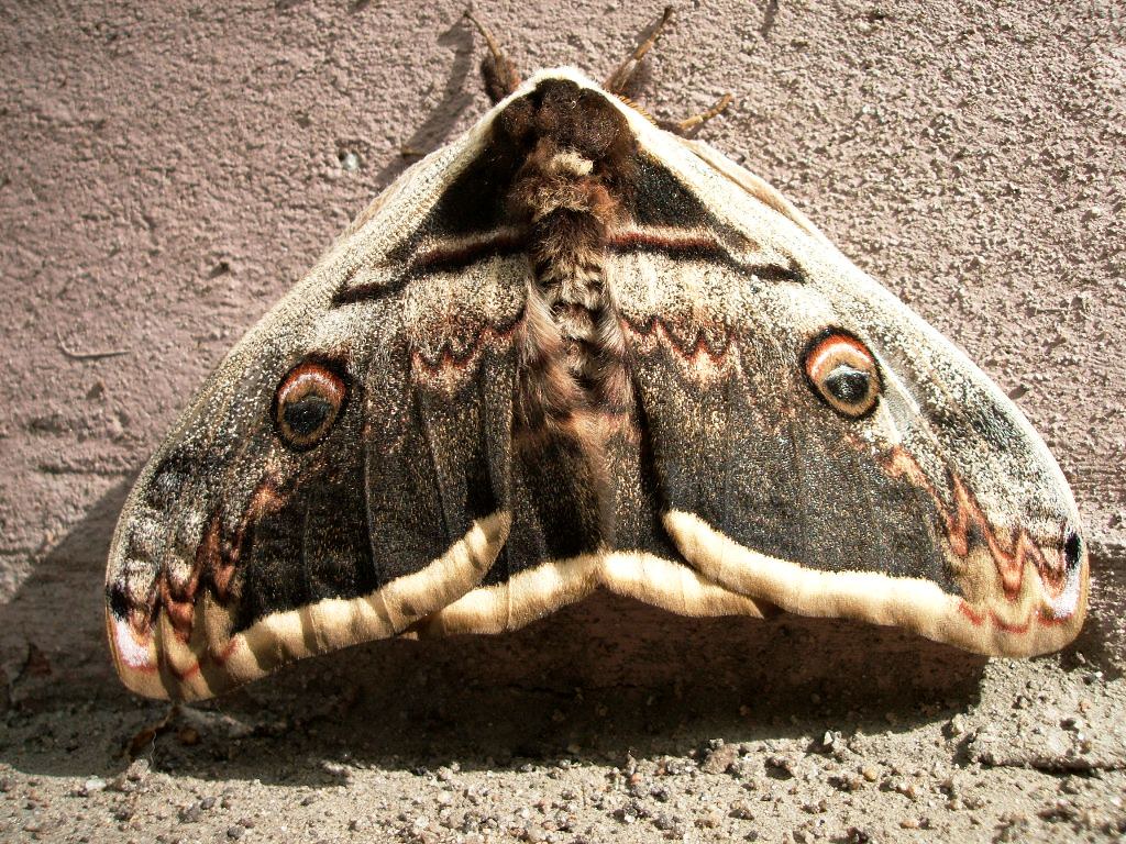 : Giant Moth