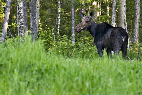 Moose at Kennebago