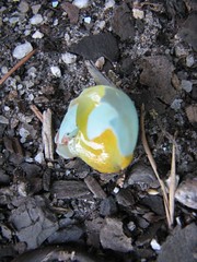 Demolished BB egg