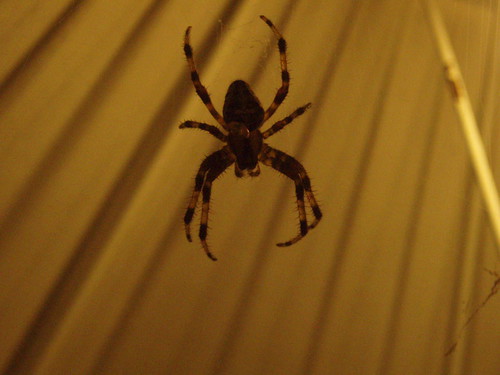 This is Jesus the spider