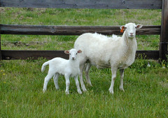 Katahdin ewe and lamb