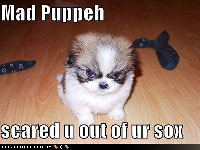 funny dog pictures. funny-dog-pictures-mad-puppeh