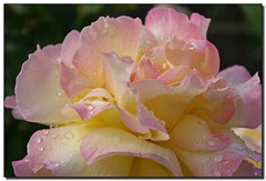 Raindrops on Roses - by Roger Lynn