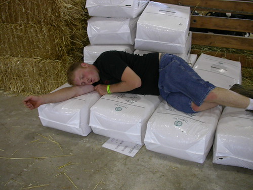 Asleep in the hay