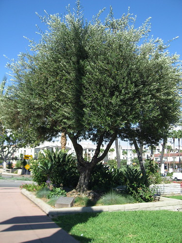 Leo Politi Tree