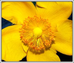 Yellow heart (Franc Le Blanc) Tags: flower macro nature yellow garden mygarden hypericum breathtaking dimagez3 konicaminolta naturesfinest anawesomeshot flickrdiamond macrophotosnolimits francleblanc macroflowerlovers